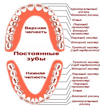 Сроки прорезывания боковых резцов на верхней челюсти молочные зубы