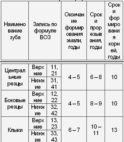 Периоды развития прикуса ребенка лекция