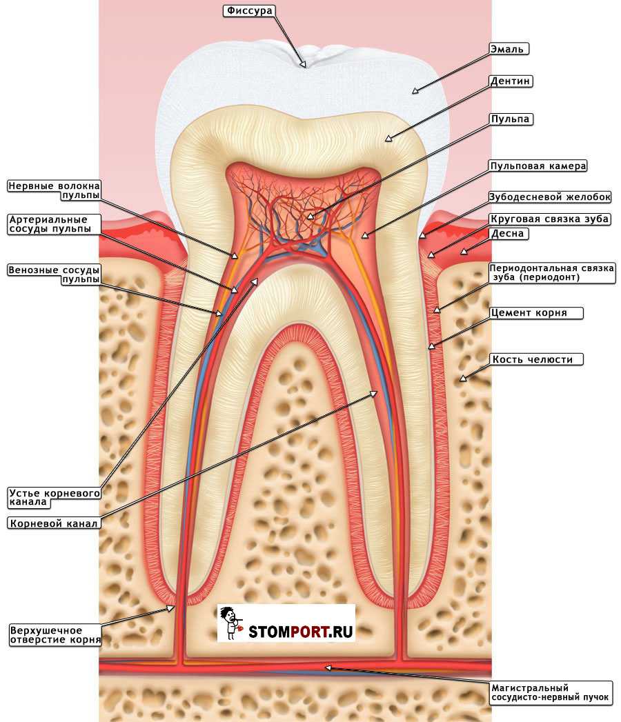 В какую систему входит зуб. Схема строения коренного зуба. Строение зуба с обозначениями. Зубная пульпа строение зуба.