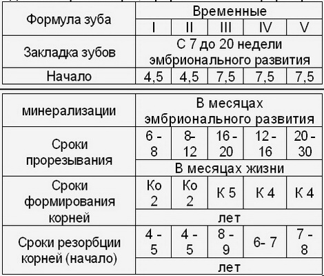 Периоды развития прикуса ребенка лекция