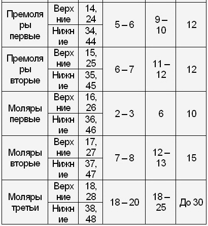 Периоды развития прикуса ребенка лекция