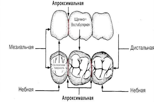 Поверхности зуба в стоматологии схема