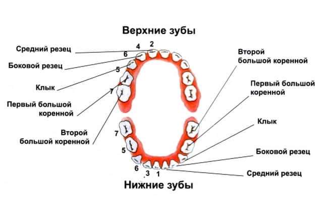 Зубная архитектура стоматологические