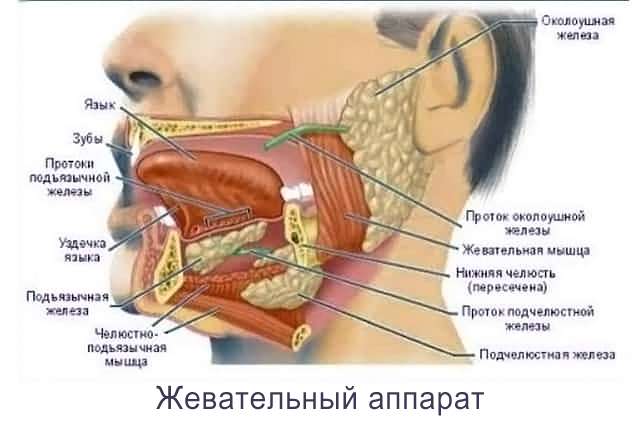 Строение зуба