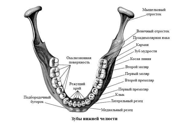 Анатомическое строение постоянных зубов